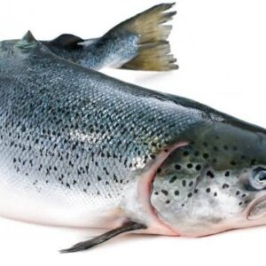 Salmón Entero Fresco