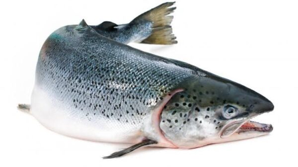 Salmón Entero Fresco